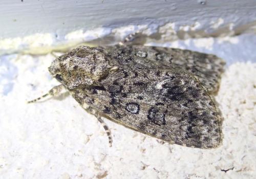 Réf. 189 932 : Acronicta rumicis
